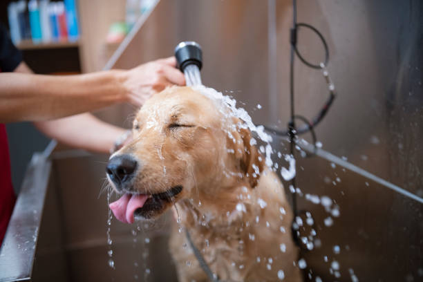 Pet spa treatment