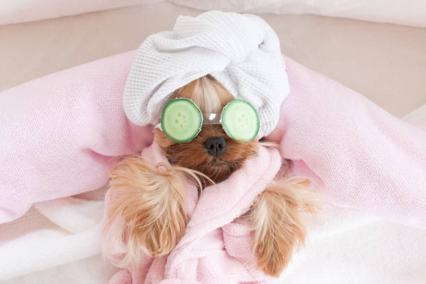 Dog in spa robe with cucumber eye treatment